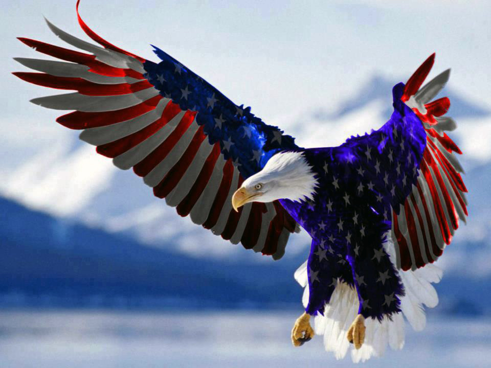 American Eagle Salute U  Bald eagle, Bald eagle meme, I love america