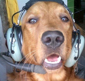 pilot-dog